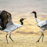 Bird Watching in Ladakh: A High-Altitude Haven for Rare & Migratory Birds