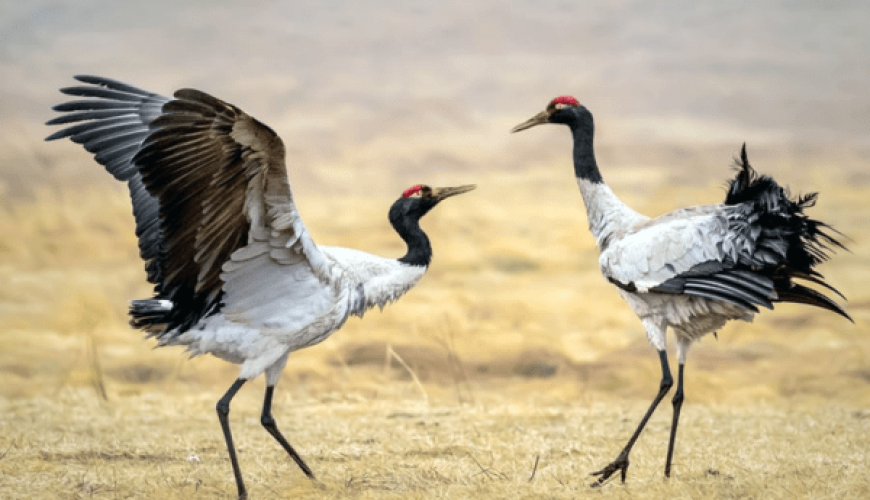 Bird Watching in Ladakh: A High-Altitude Haven for Rare & Migratory Birds