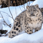 Snow Leapord Spotting in Ladakh