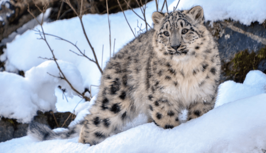 Snow Leapord Spotting in Ladakh