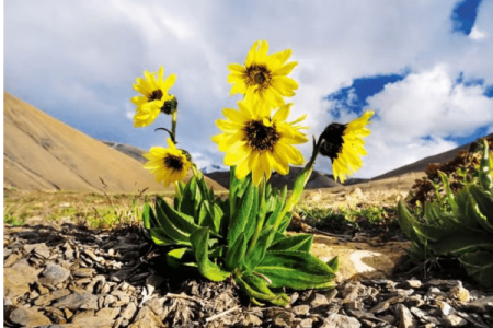 A Visitor’s Guide to Local Herbs, Fruits, and Flowers