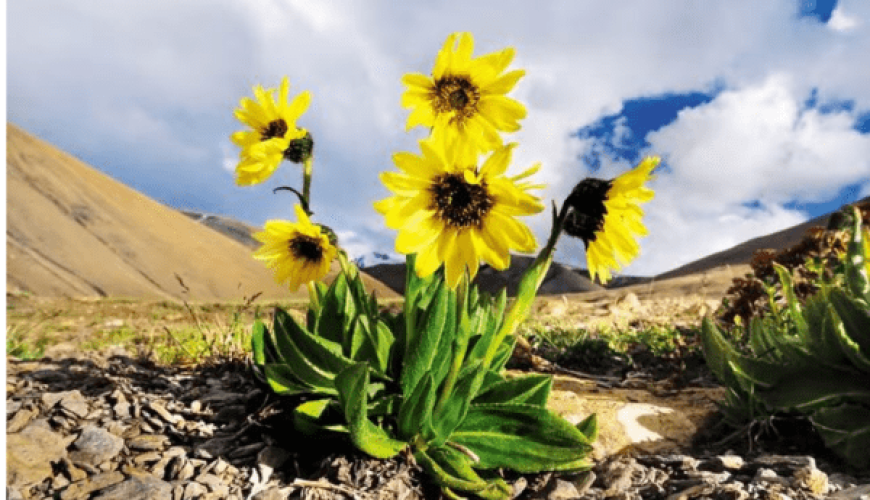 A Visitor’s Guide to Local Herbs, Fruits, and Flowers