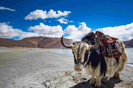 A Visitor’s Guide to Wildlife in the Land of High Passes