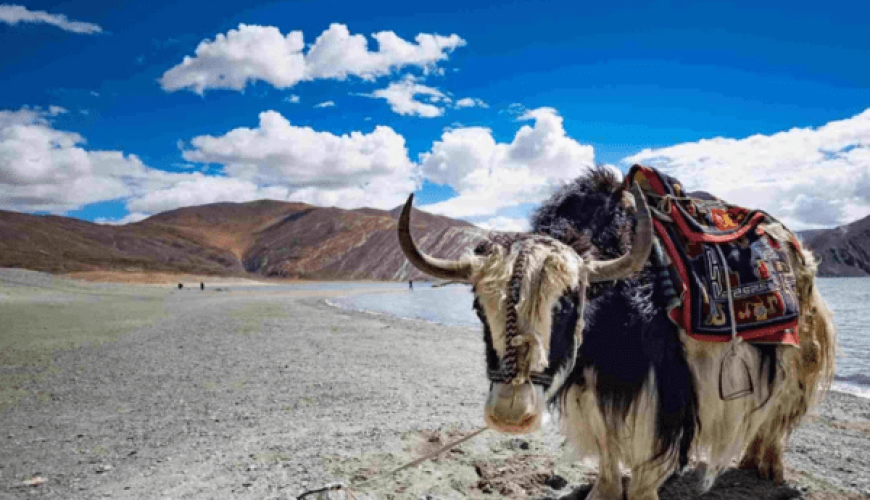 A Visitor’s Guide to Wildlife in the Land of High Passes