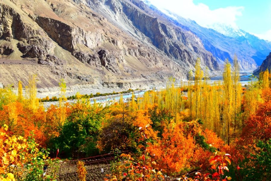 Reconnect with the Wild