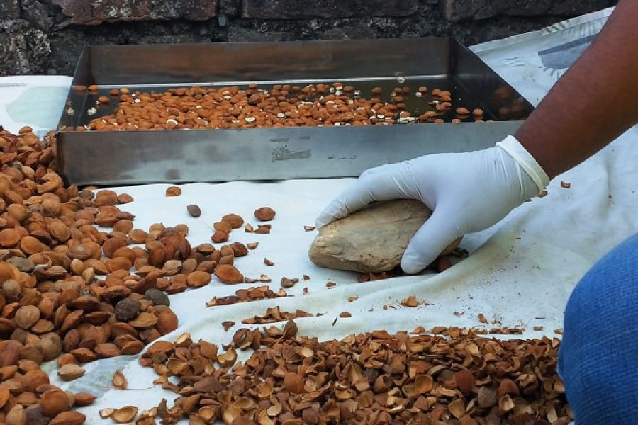 Apricot Oil-Making Workshop